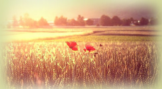 Referenzen - Osttiroler Getreidemühlen by GREEN Family